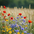 Blomsterblanding 'Beemix' - 200 Økologiske frø