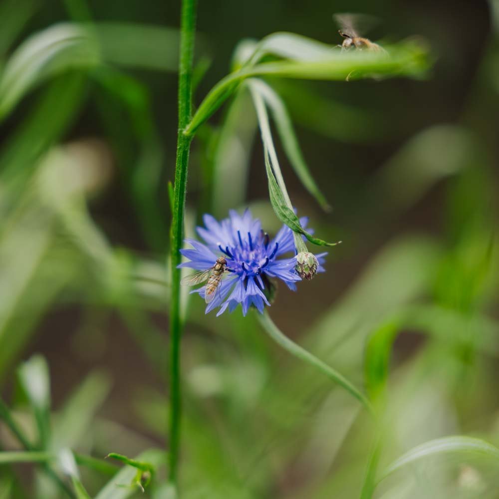 Blomsterblanding 'Beemix' (50 m²)
