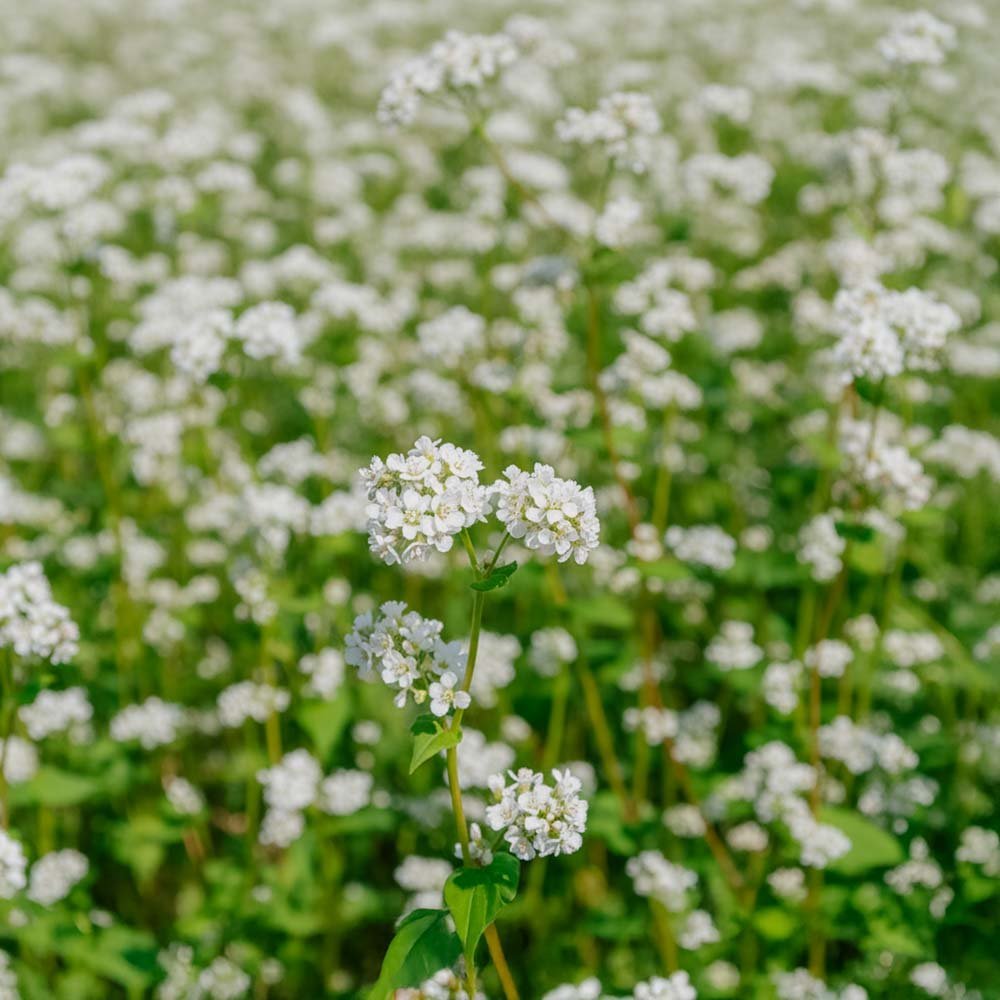 Blomsterblanding 'Bloom mix' - 60 Økologiske frø