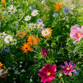 Blomsterblanding 'Elegance' - 150 Økologiske frø