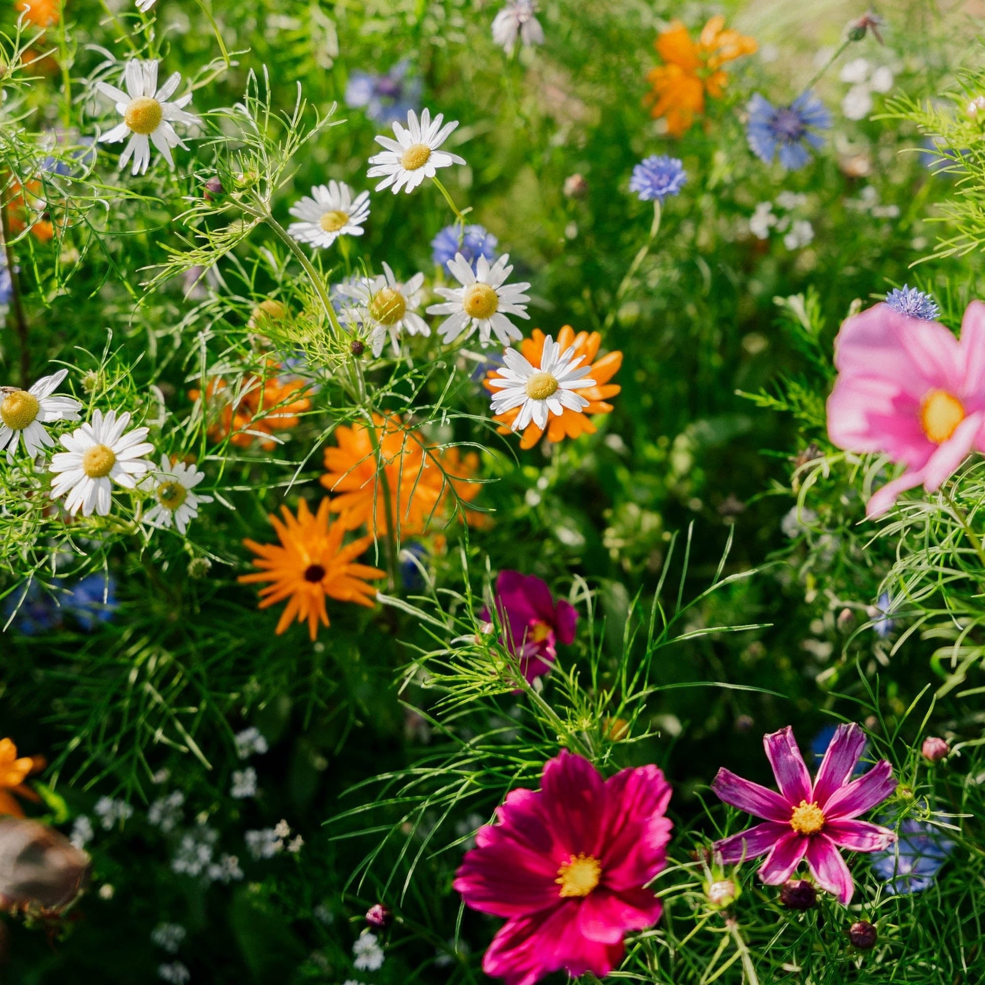 Blomsterblanding 'Elegance' - 150 Økologiske frø