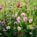 Blomsterblanding 'Elegance' - 150 Økologiske frø