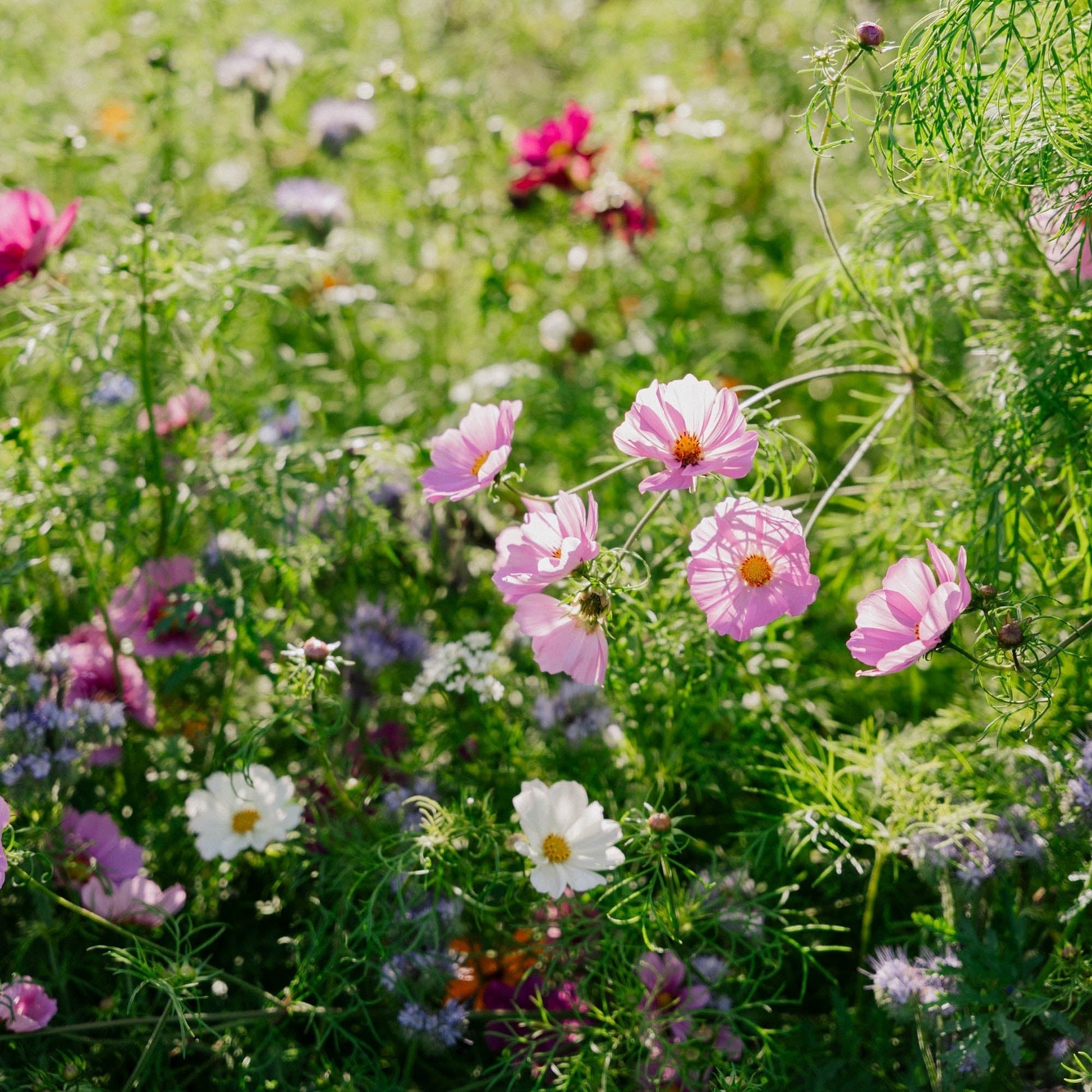Blomsterblanding 'Elegance' - 150 Økologiske frø