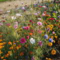 Blomsterblanding 'Mix' - 700 Økologiske frø