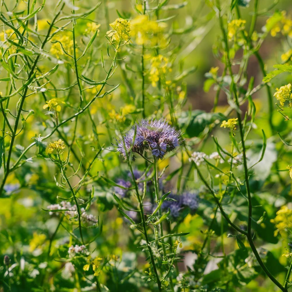 Blomsterblanding 'Mix' - 700 Økologiske frø