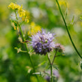 Blomsterblanding 'Mix' - 700 Økologiske frø