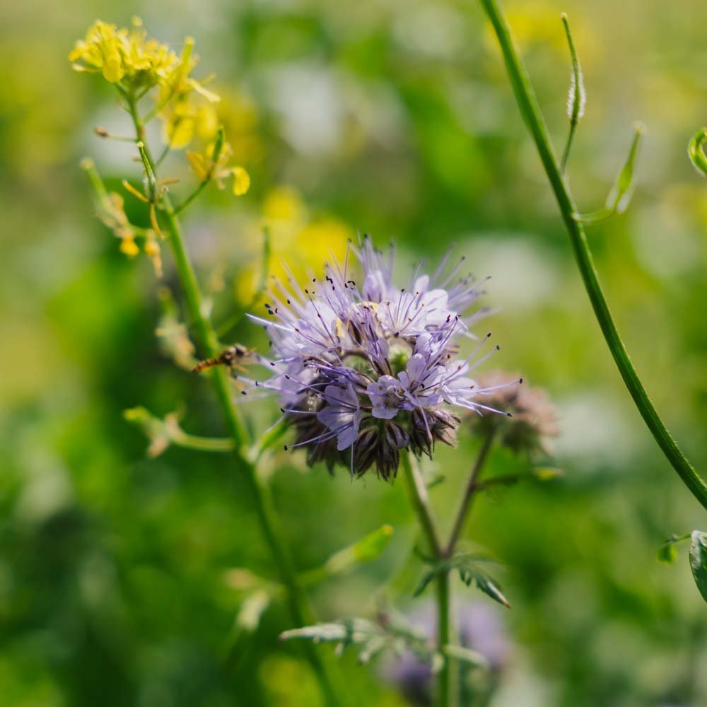 Blomsterblanding 'Mix' - 700 Økologiske frø