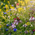 Blomsterblanding 'Tübingen' - 150 Økologiske frø