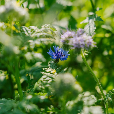 Blomsterblanding 'Tübingen' - 400 Økologiske frø