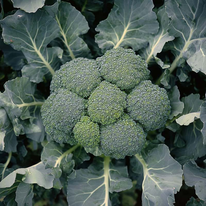 Broccoli frø 'Calinaro' - 25 Økologiske frø