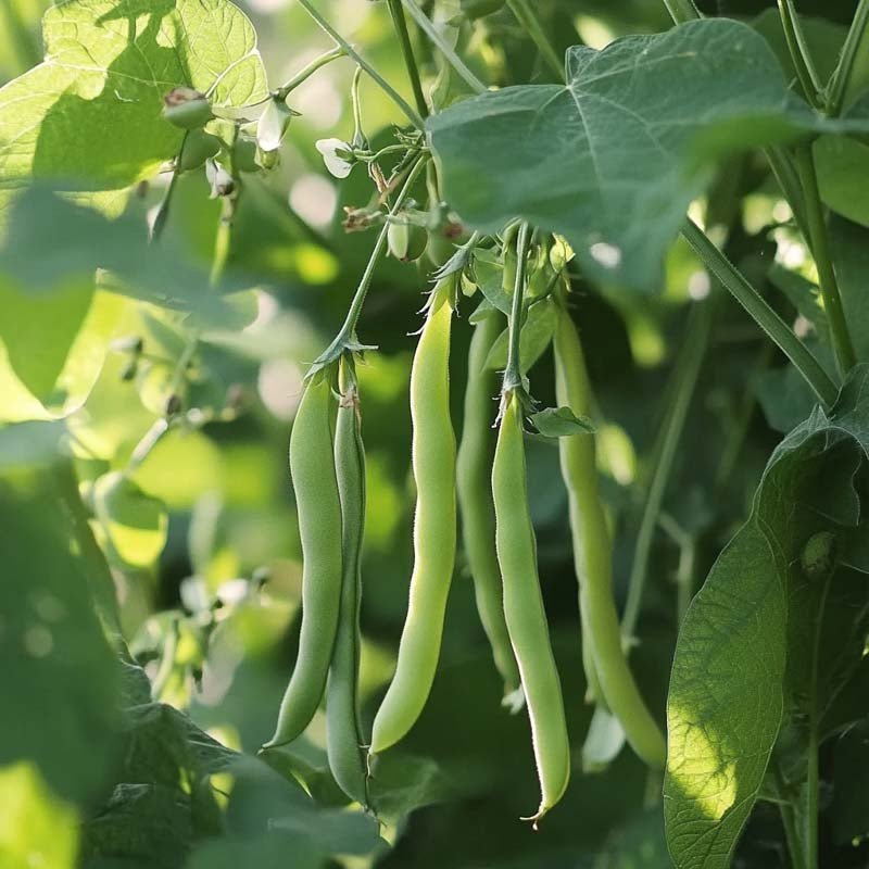 Buskbønne frø 'Double white' - 30 Økologiske frø