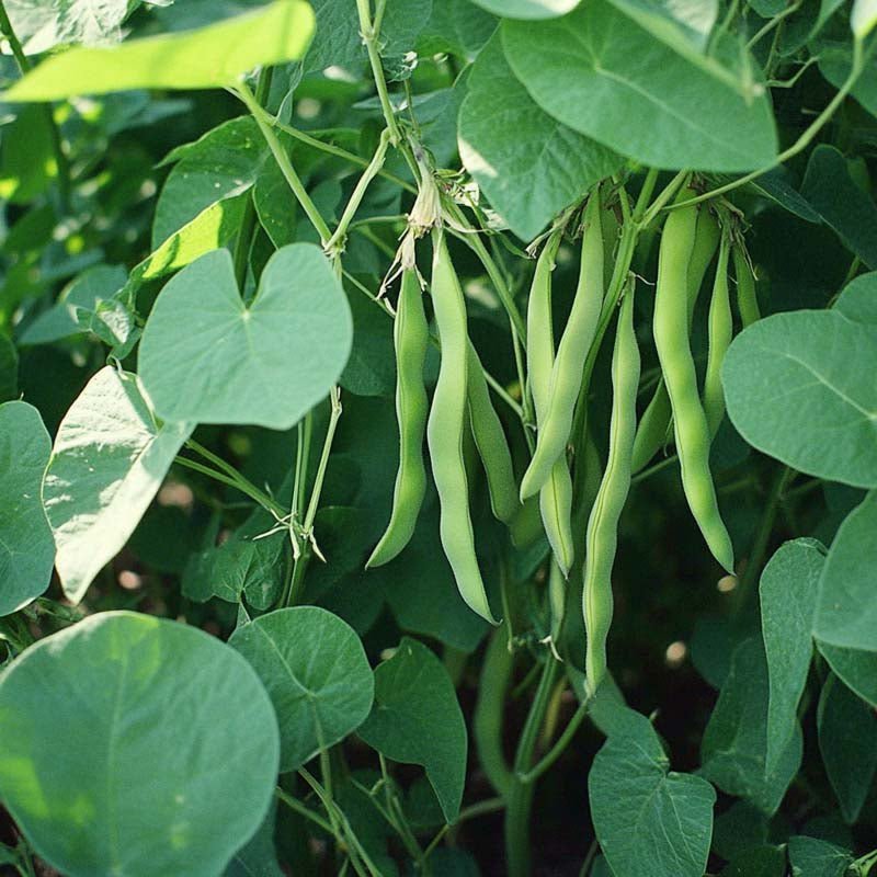 Buskbønne frø 'Nassau' - 50 Økologiske frø
