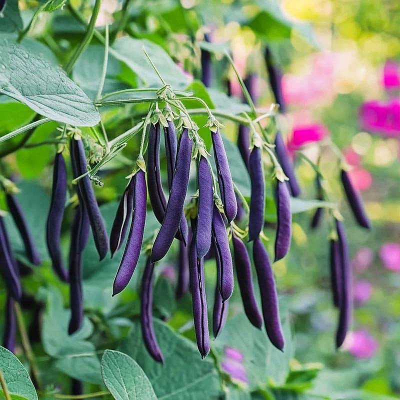 Buskbønne frø 'Purple Teepee' - 20 Økologiske frø