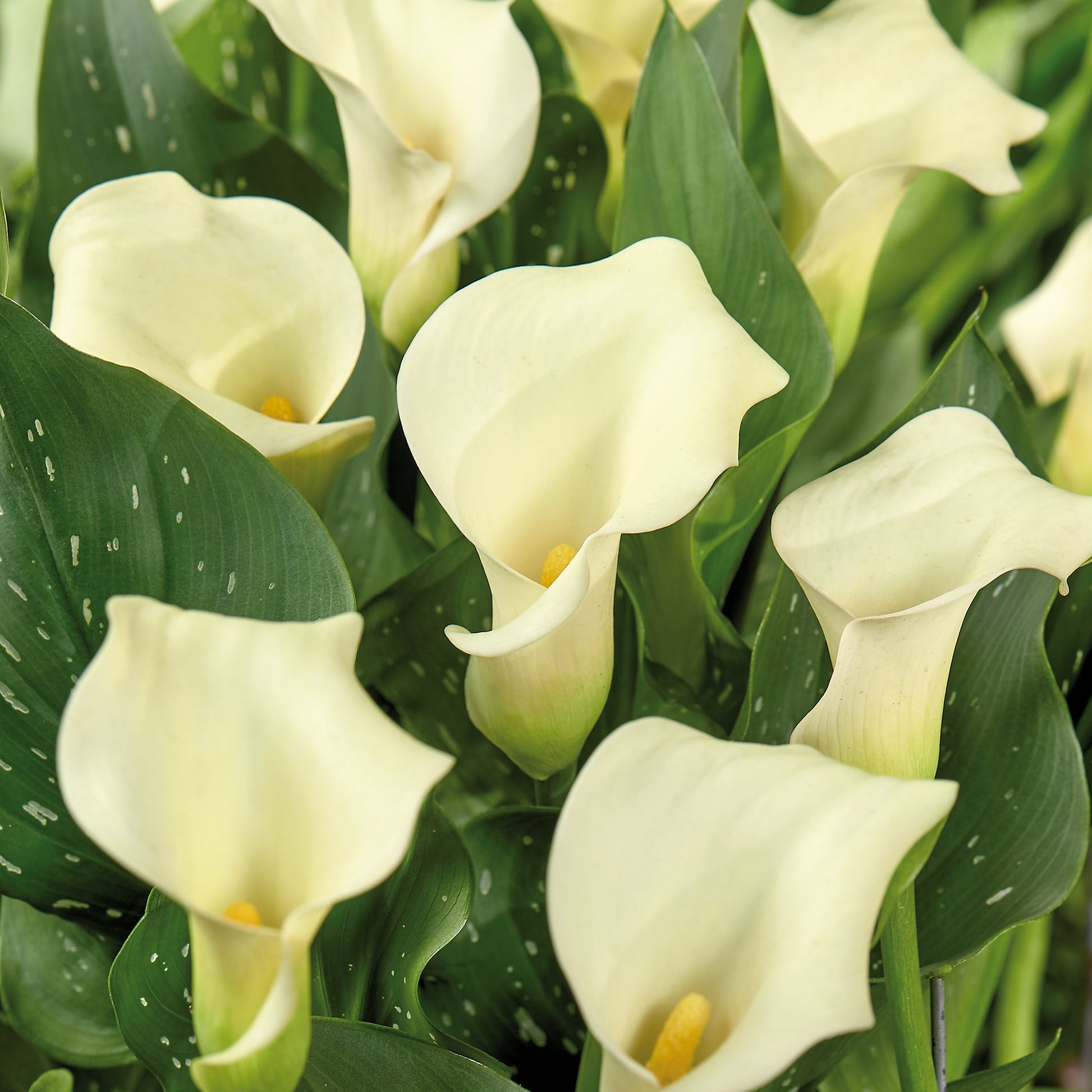 Calla, Zantedeschia 'Calgary'