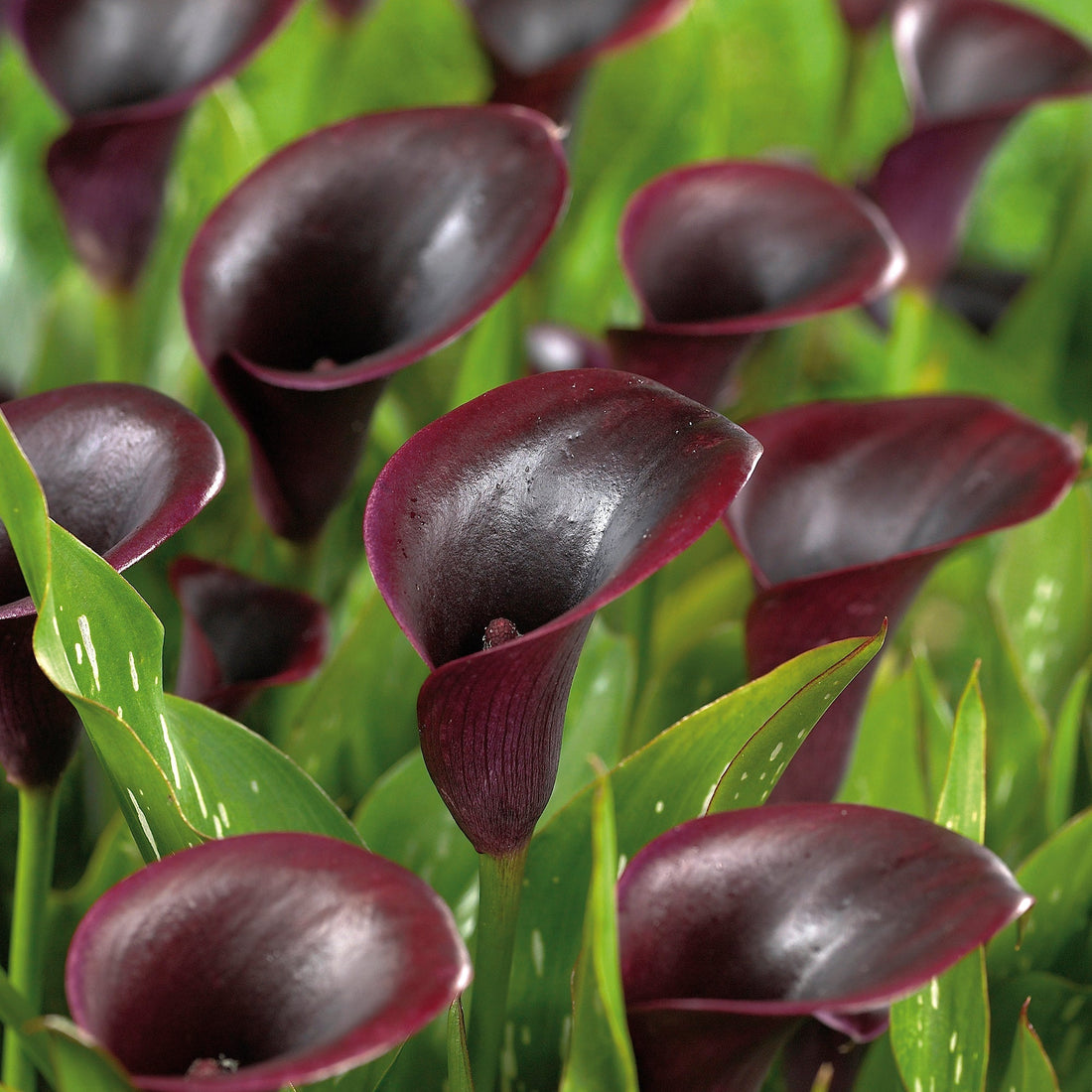 Calla, Zantedeschia 'Cantor'