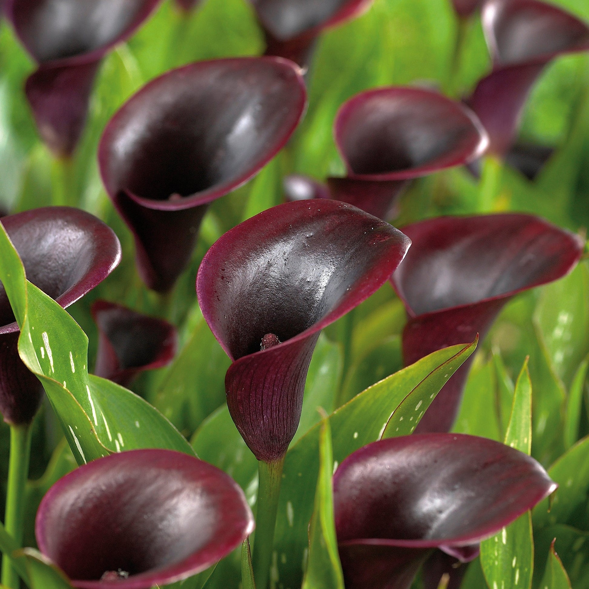 Calla, Zantedeschia 'Cantor'