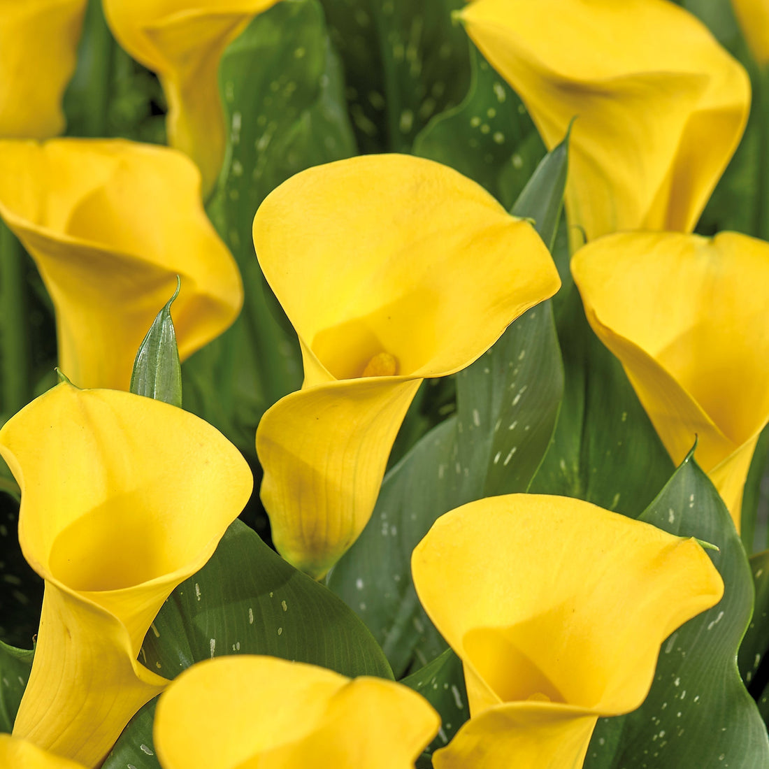 Calla, Zantedeschia 'Gold Medal'