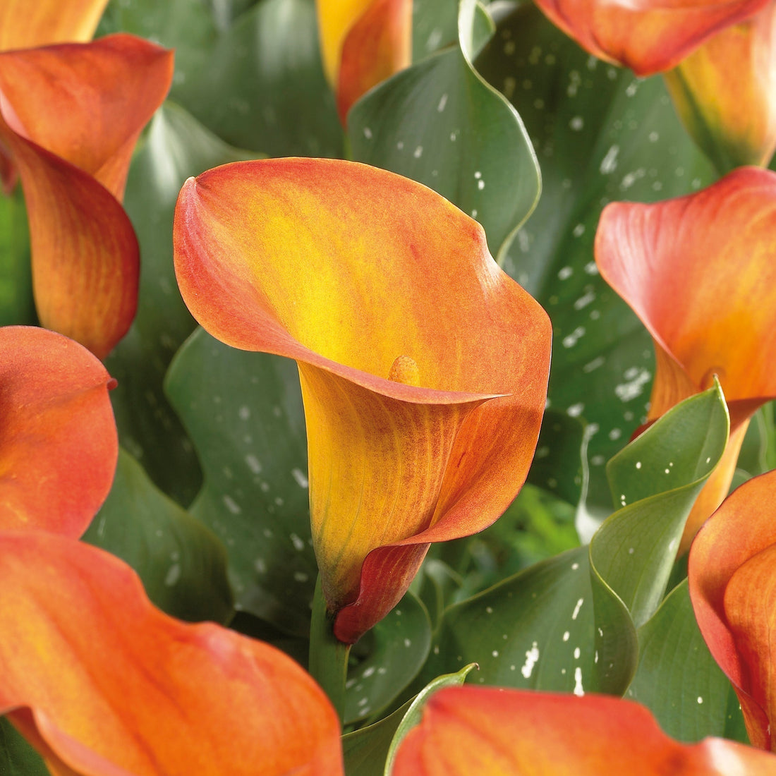 Calla, Zantedeschia 'Havana'