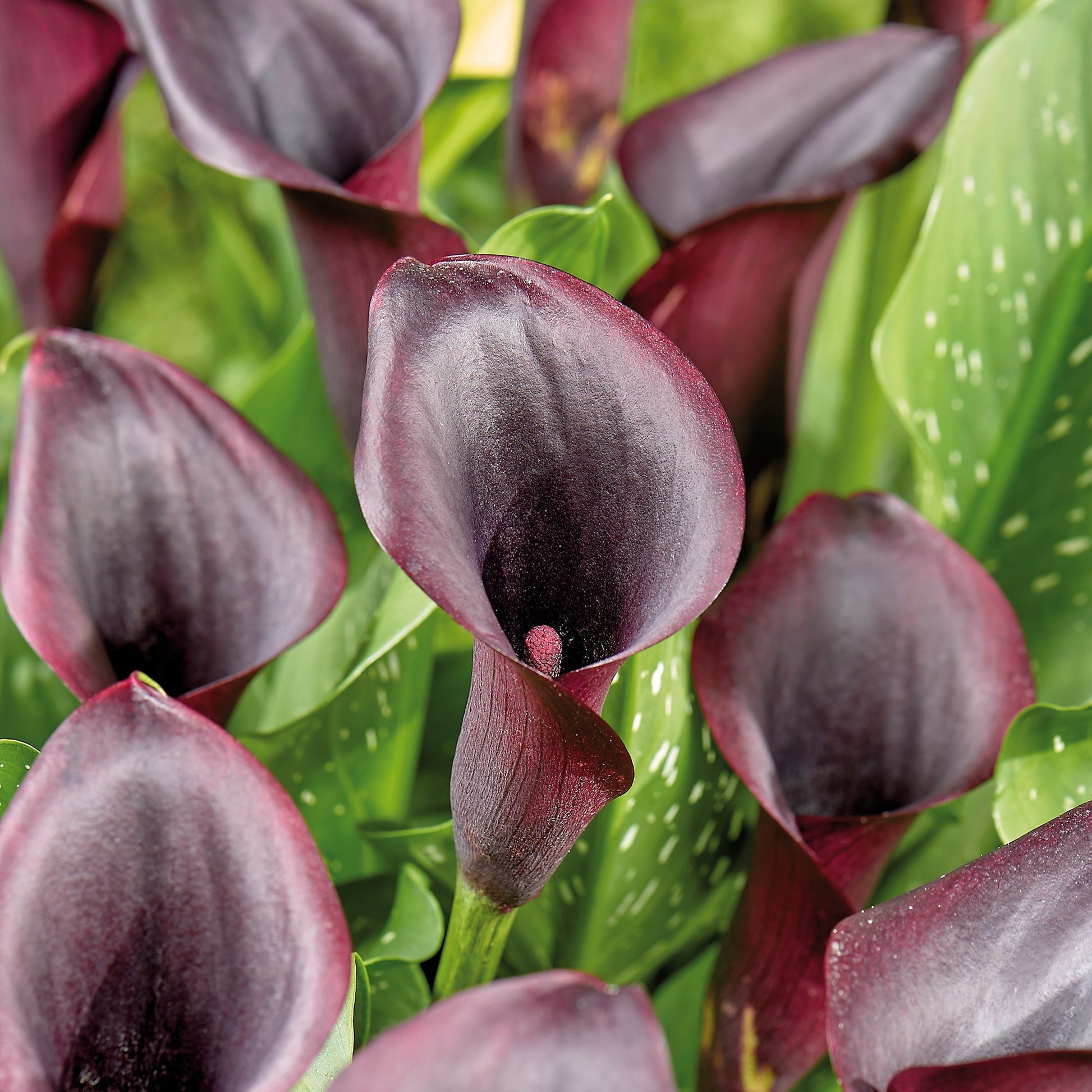 Calla, Zantedeschia 'Odessa'