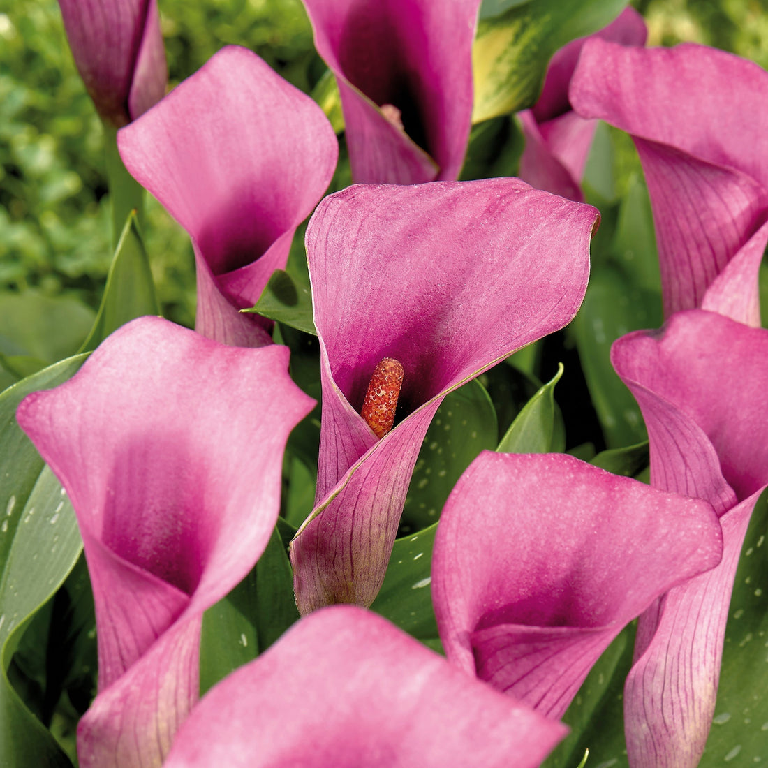 Calla, Zantedeschia 'Paco'