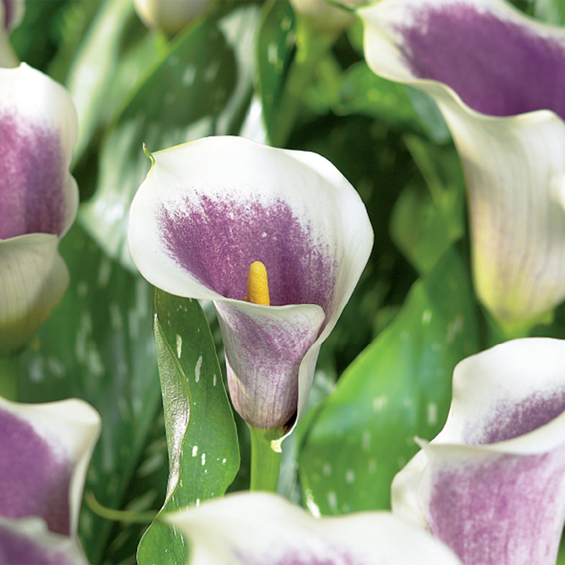 Calla, Zantedeschia 'Picasso'