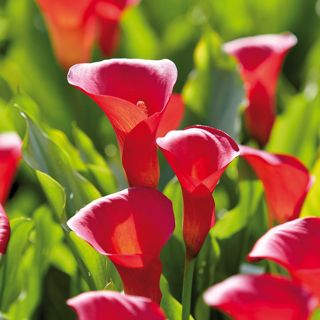 Calla, Zantedeschia 'Red Alert'