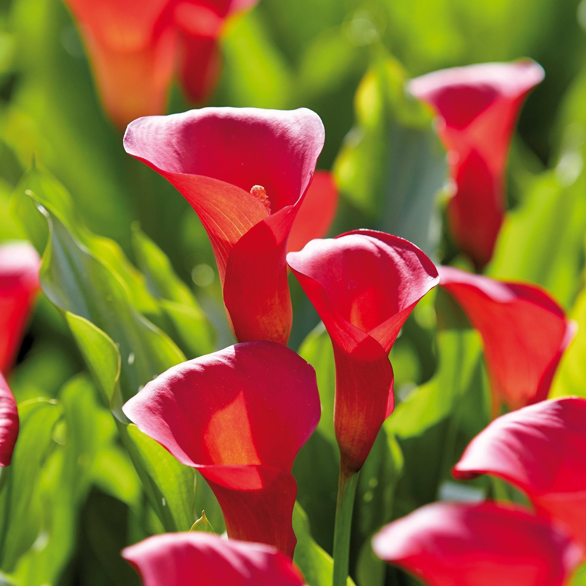 Calla, Zantedeschia 'Red Alert'