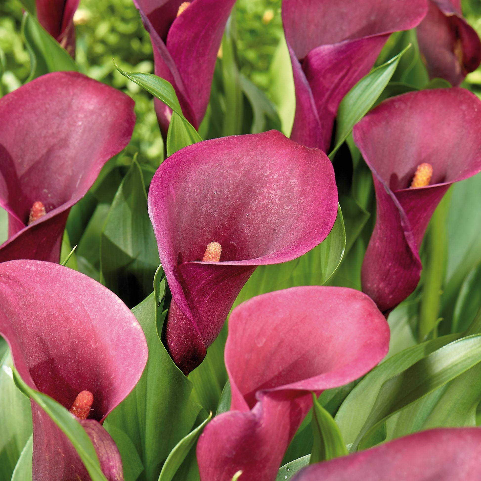 Calla, Zantedeschia 'Saigon'
