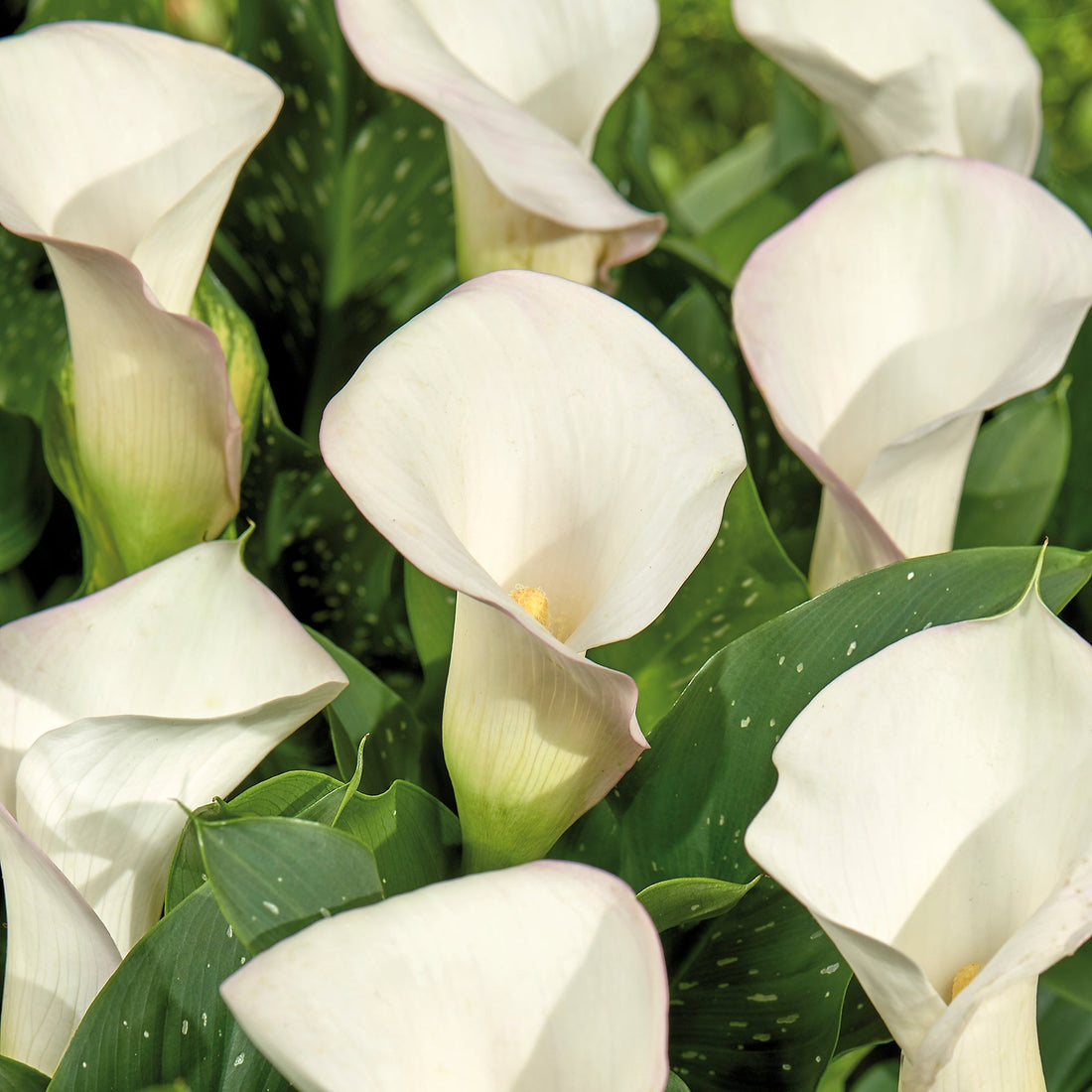 Calla, Zantedeschia 'Sapporo'
