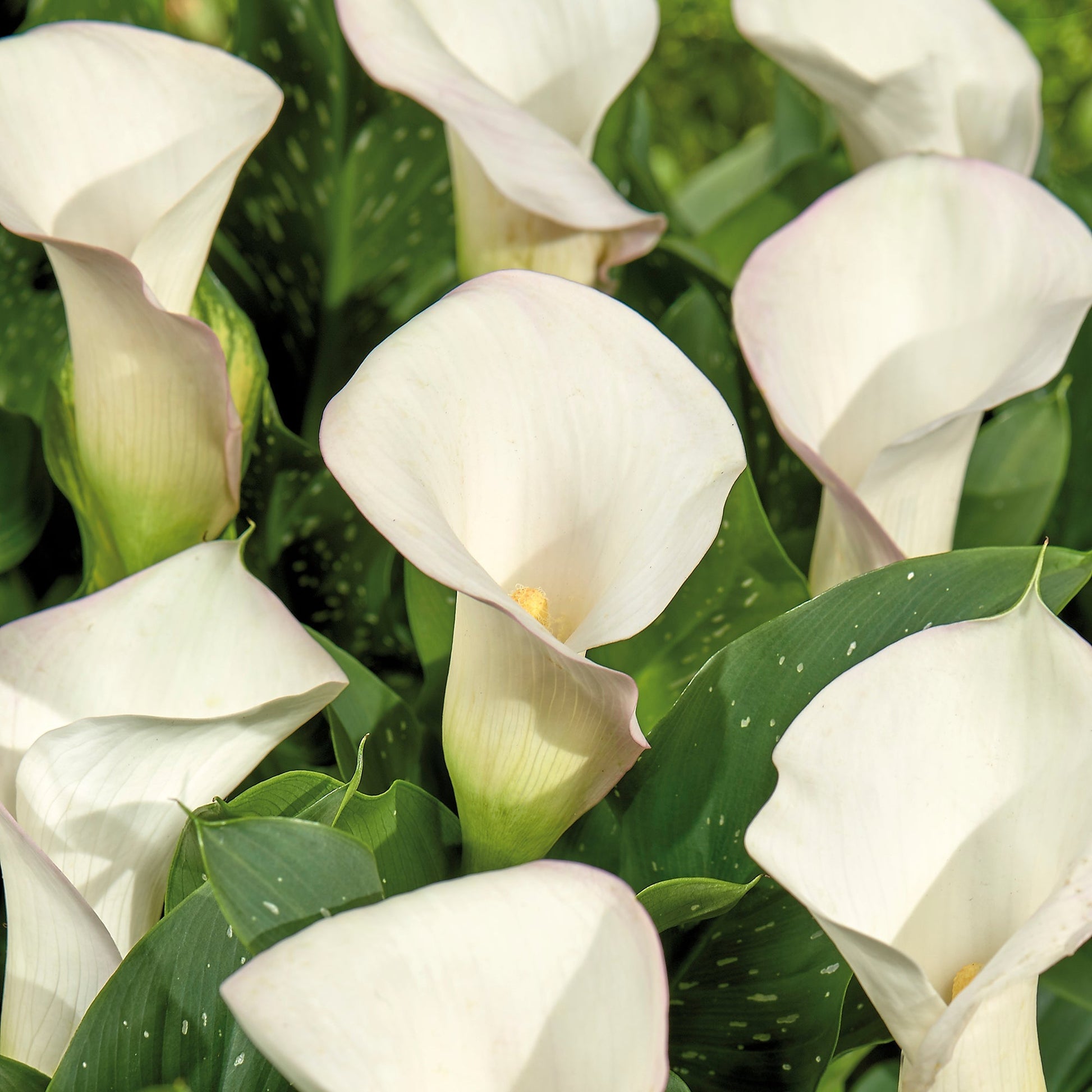 Calla, Zantedeschia 'Sapporo'