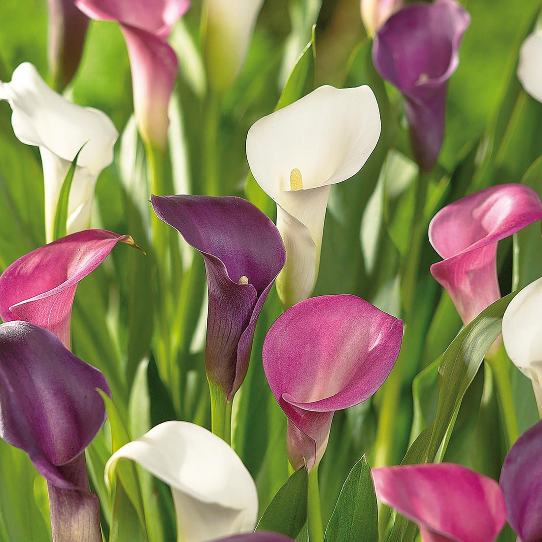 Calla, Zantedeschia 'Sorbet Mixed'