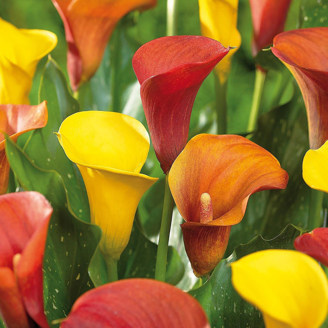 Calla, Zantedeschia 'Sunset Mixed'