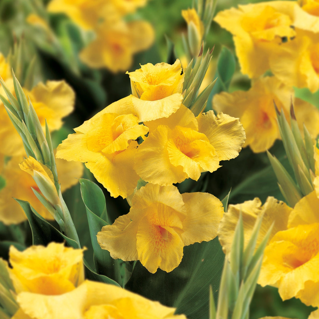 Canna 'Caballero'