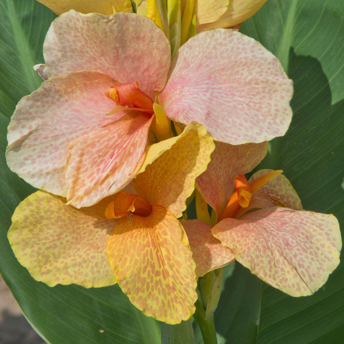 Canna 'Chouchou'