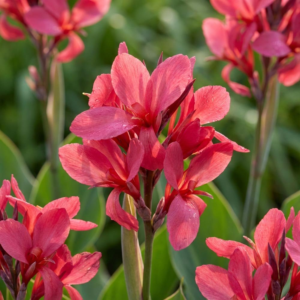 Canna 'Crimson Beauty'