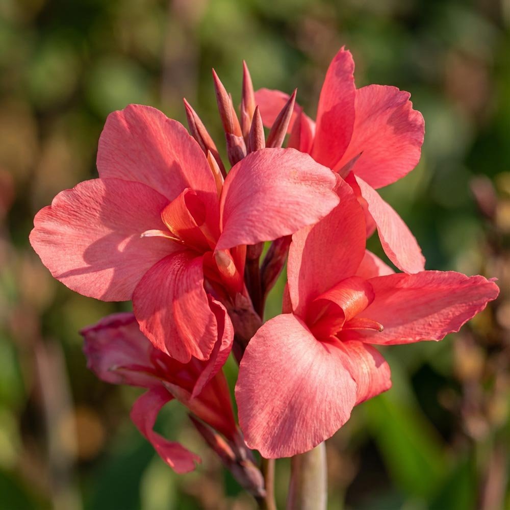 Canna 'Eden'