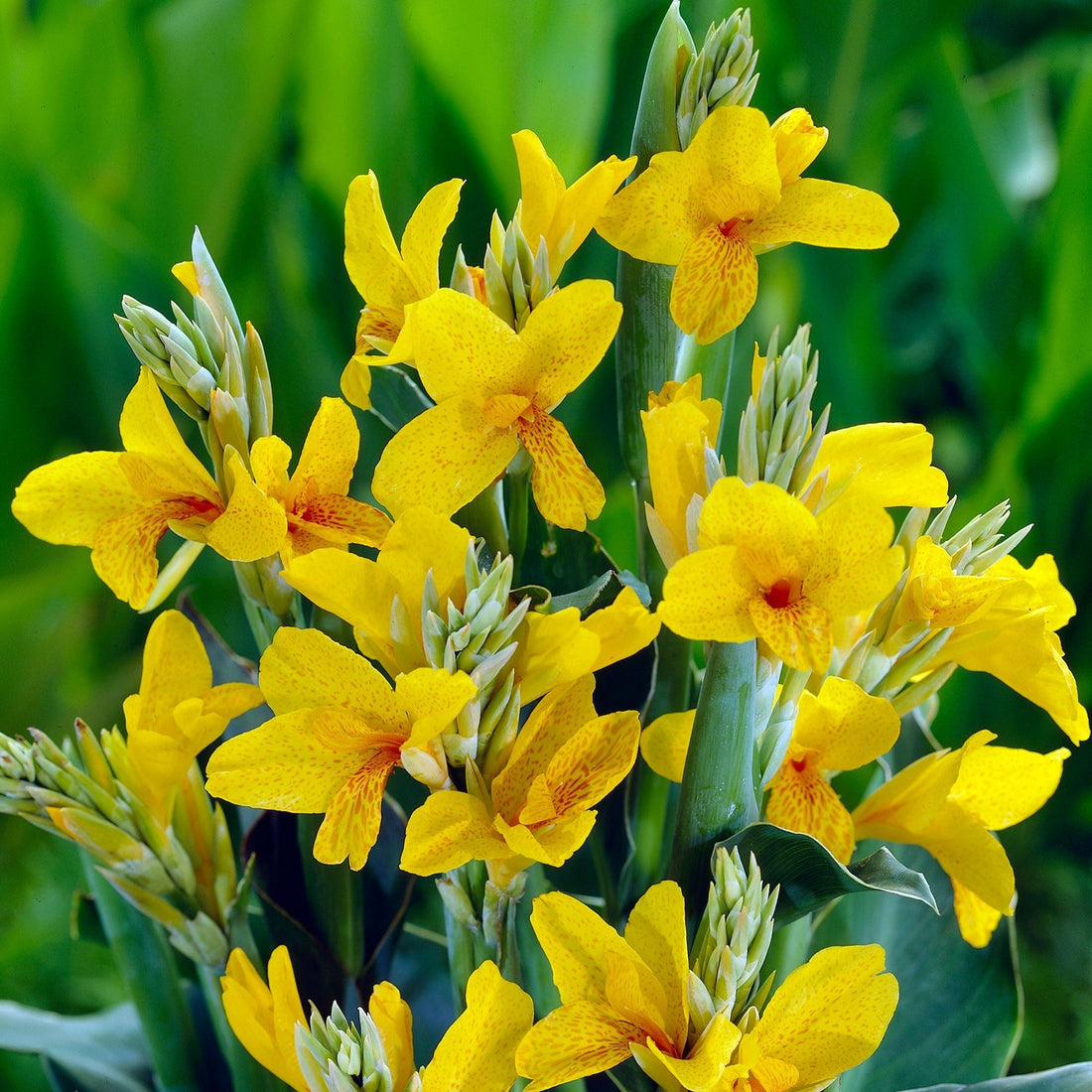 Canna 'Fiesta'