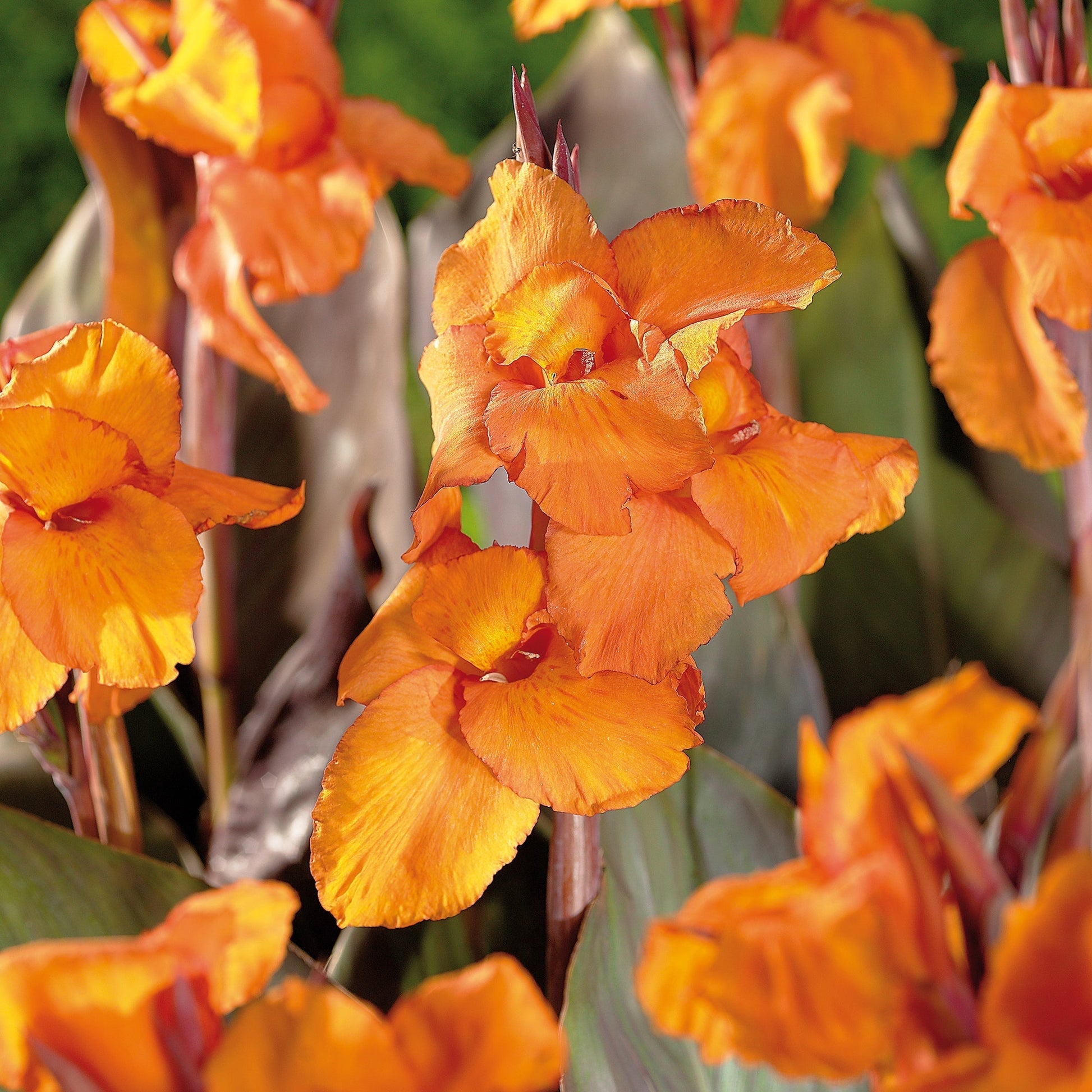 Canna 'Liberte'