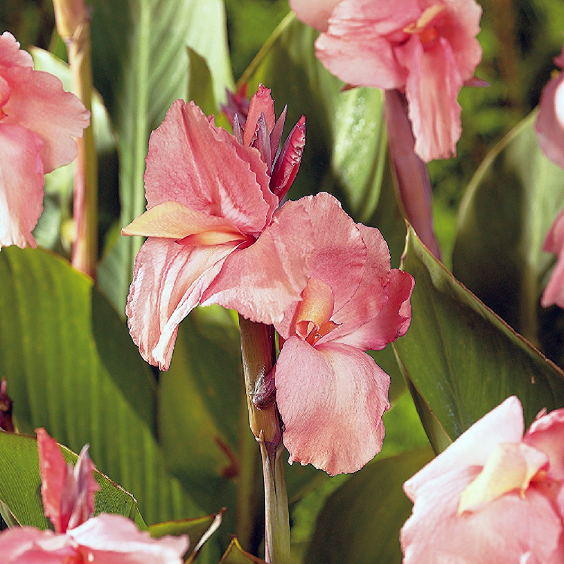 Canna 'Mrs. Oklahoma'