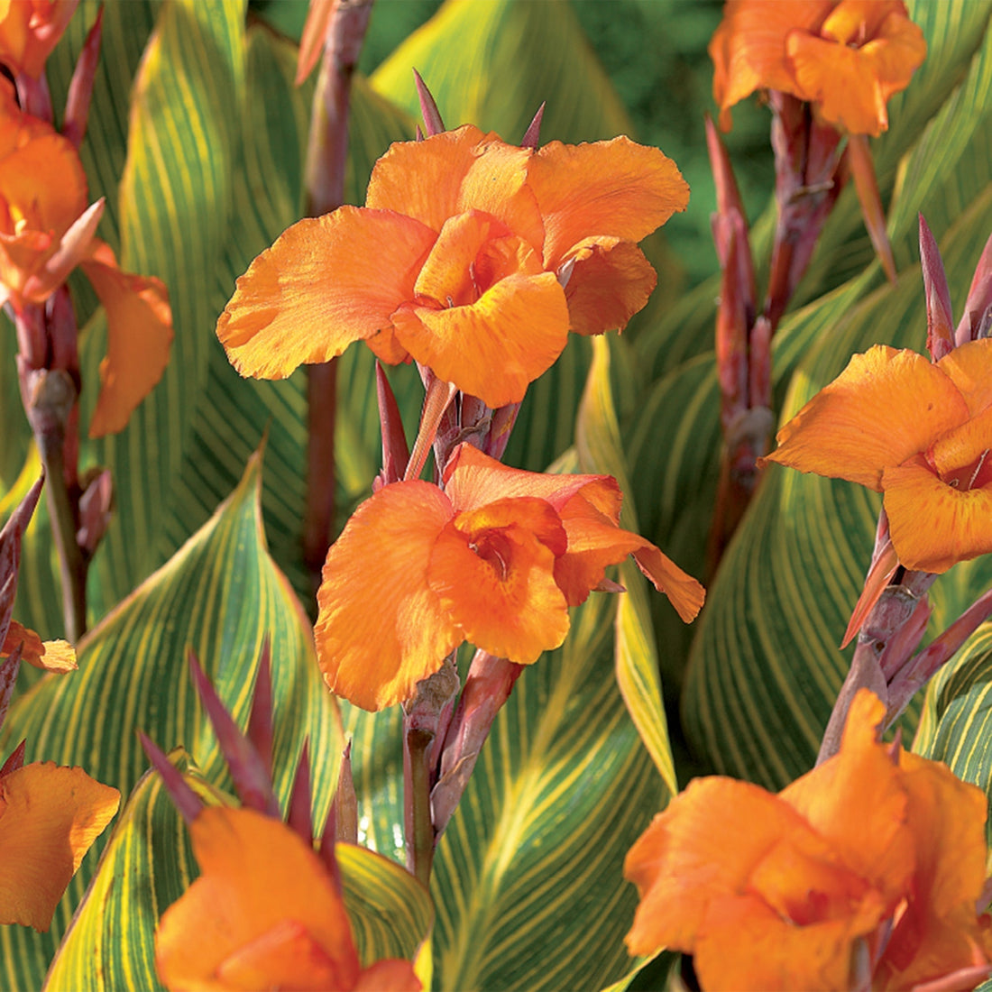 Canna 'Striata'