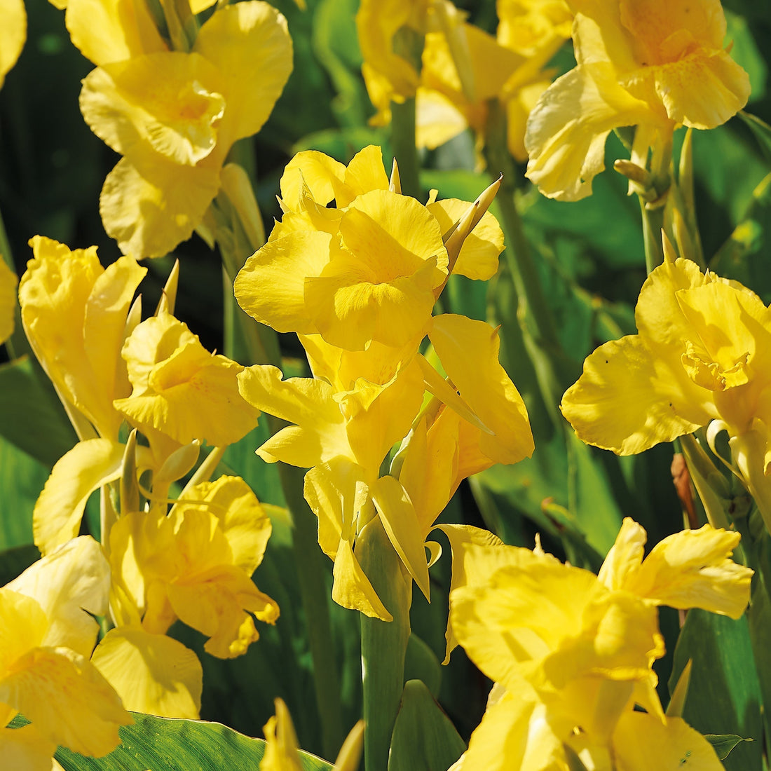 Canna 'Yellow Futurity'
