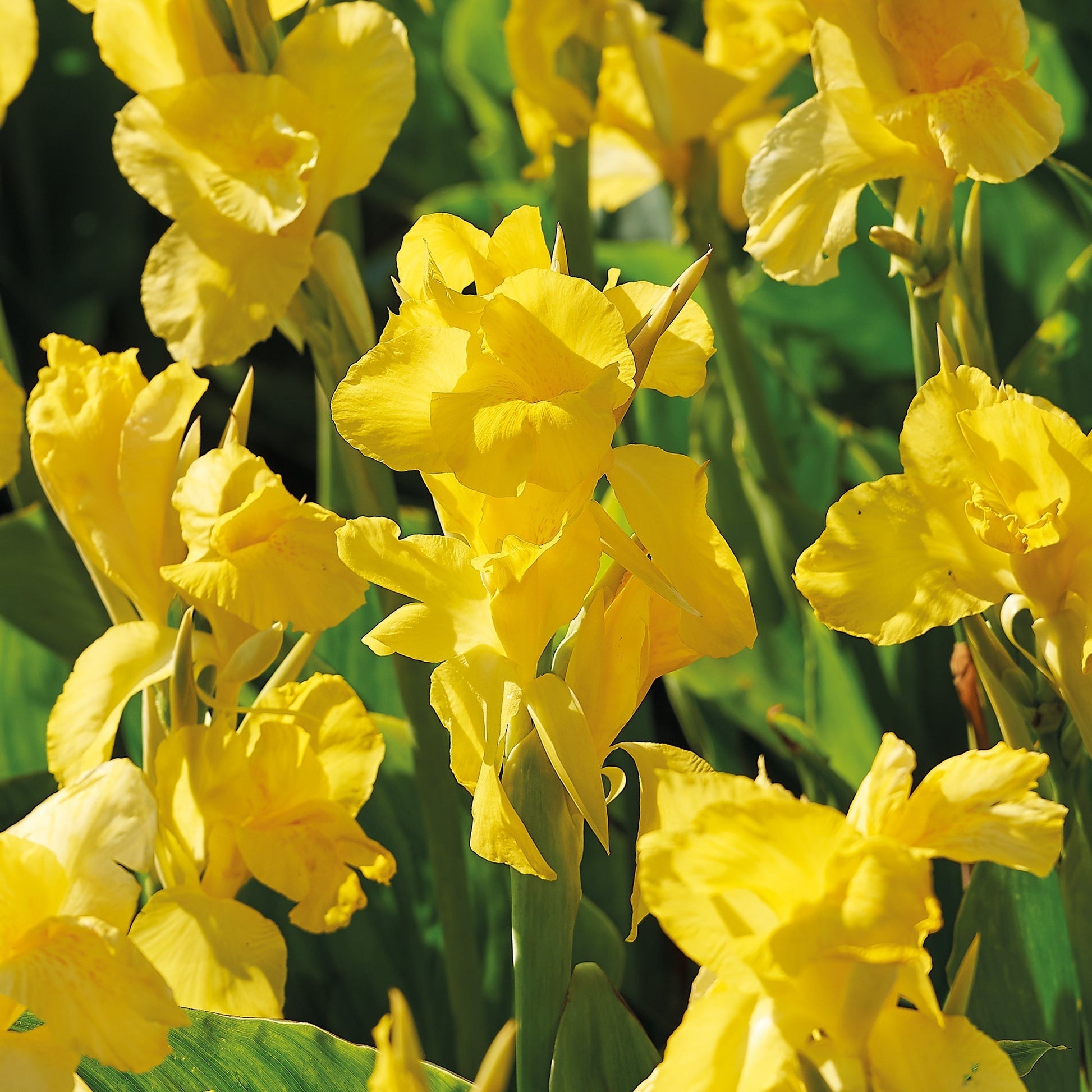 Canna 'Yellow Futurity'