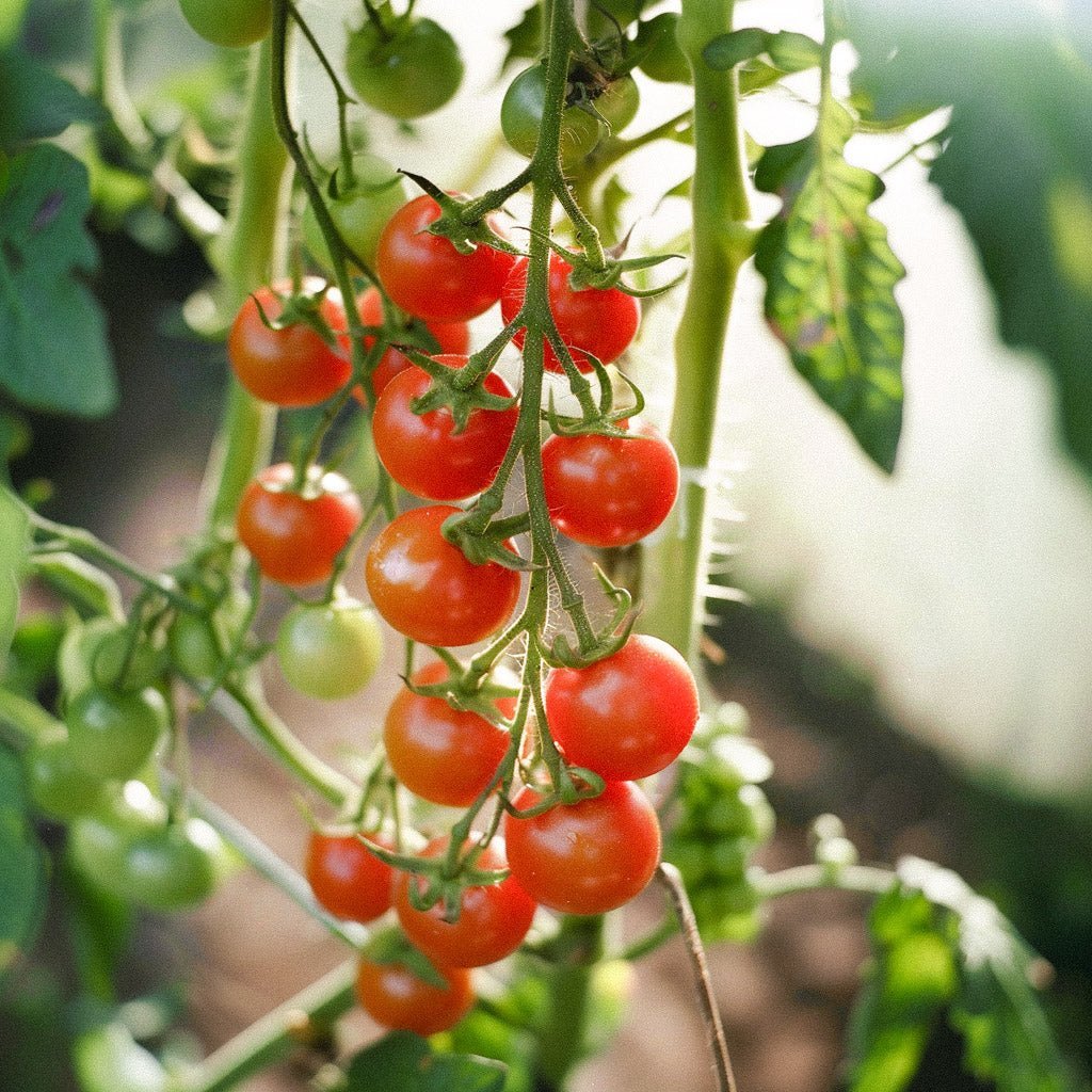 Cherrytomat frø 'Cerise' - 30 Økologiske frø