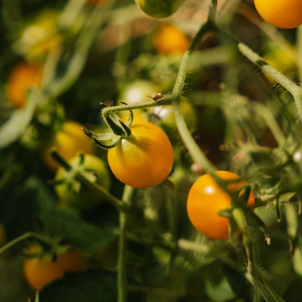 Cherrytomat frø 'Yellow Clemetine' - 20 Økologiske frø
