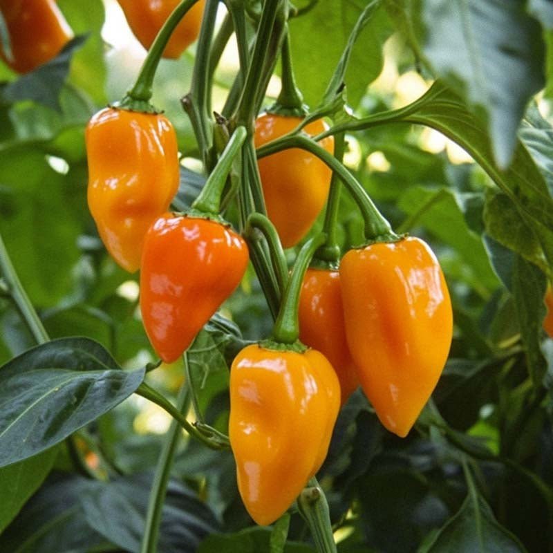 Chili frø 'Habanero Orange' - 5 Økologiske frø