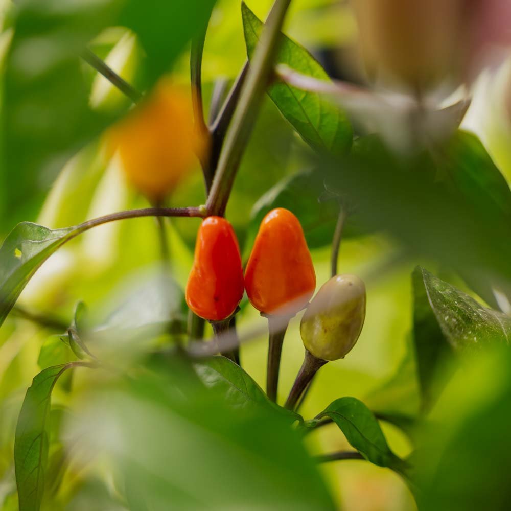 Chili frø 'Lila luzi' - 5 Økologiske frø