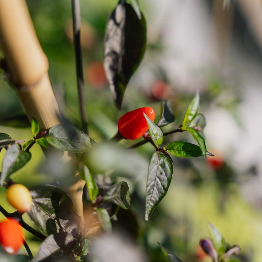 Chili frø 'Lila luzi' - 5 Økologiske frø