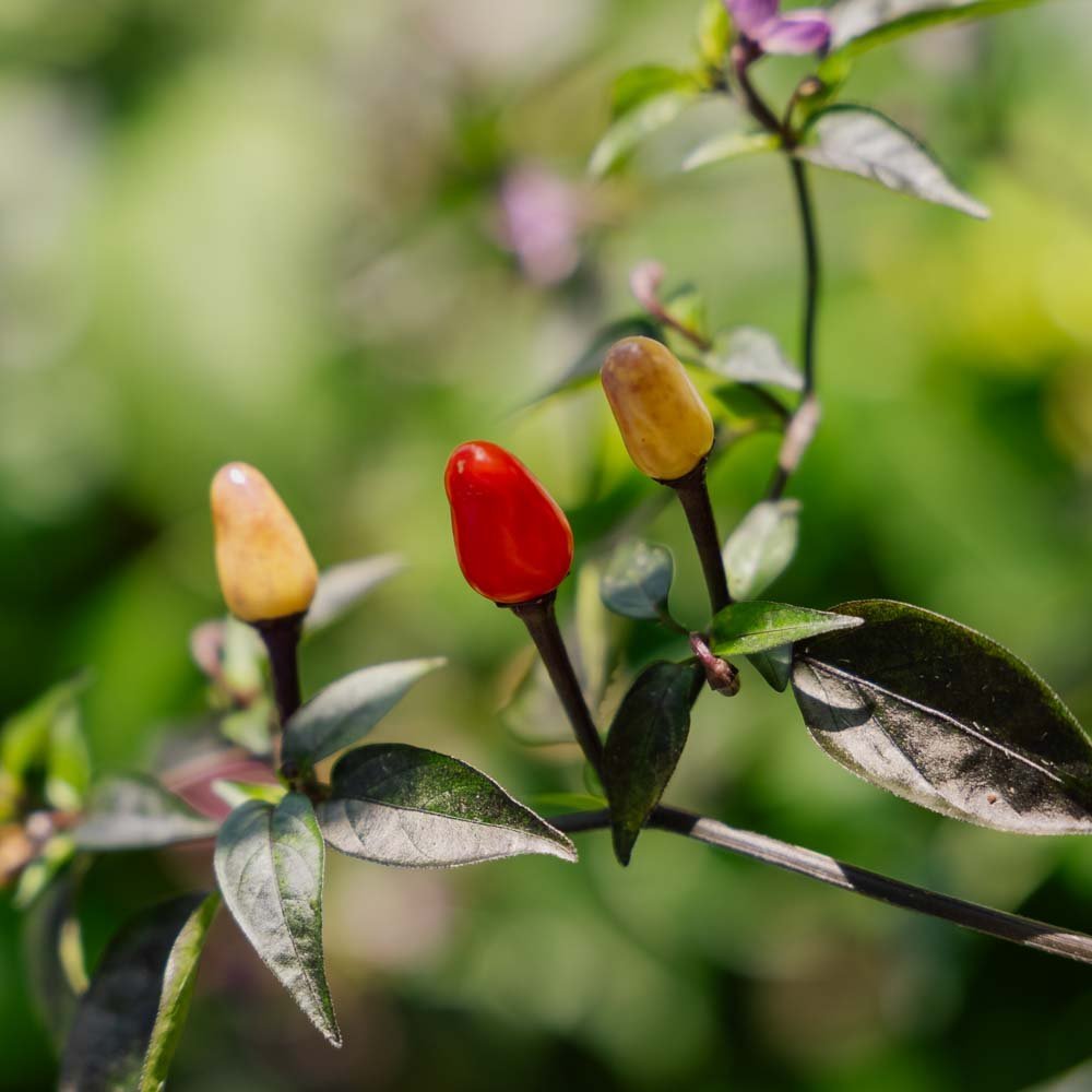 Chili frø 'Lila luzi' - 5 Økologiske frø