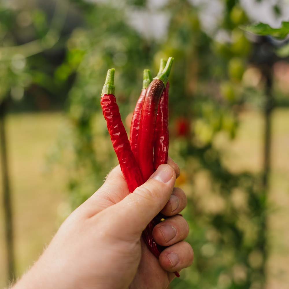 Chili frø 'Westlandse Lange Rode' - 25 Økologiske frø