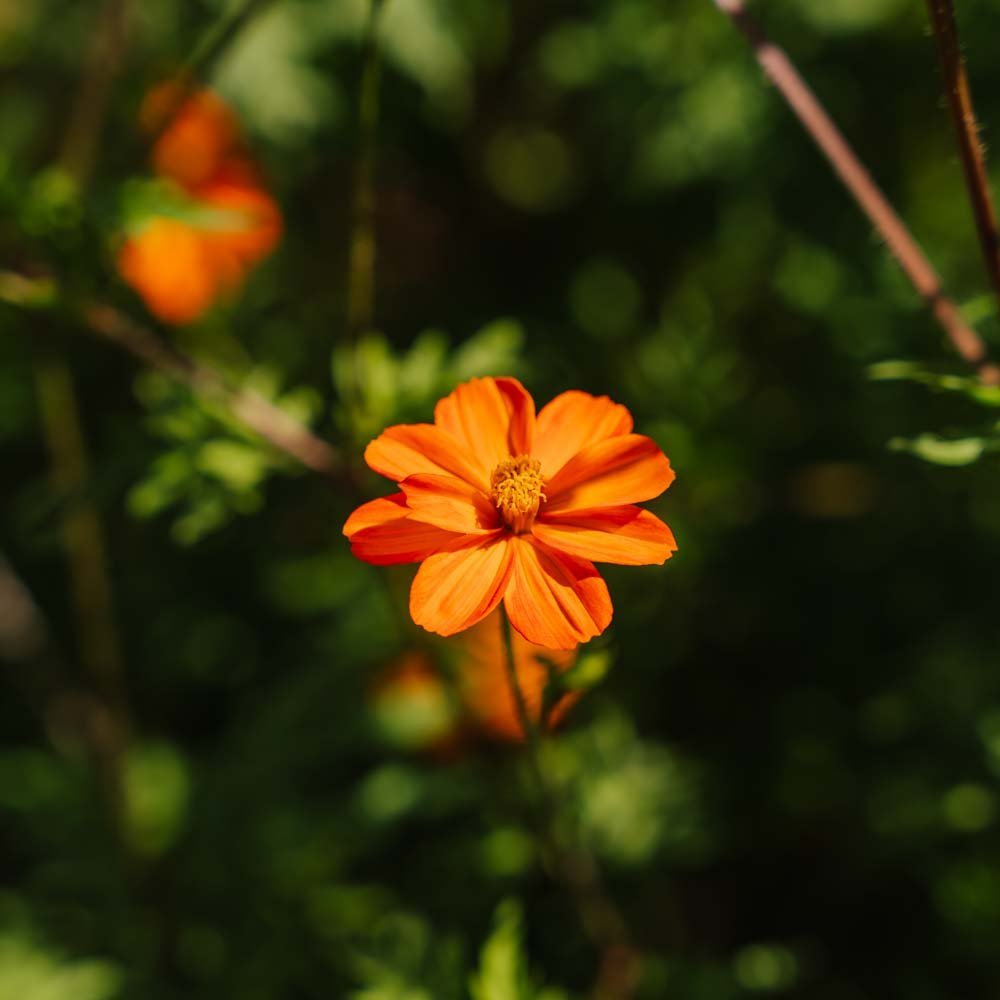 Cosmos frø 'Sulfur Cosmos' - 80 Økologiske frø